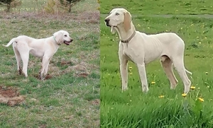 Saint-Front : deux chiens de chasse ont disparu depuis le 13 février